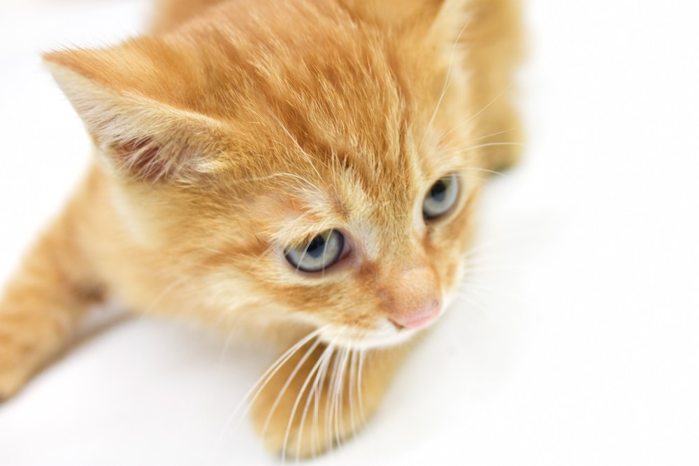 ねこ