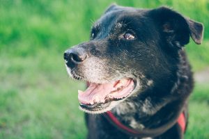 動物・犬