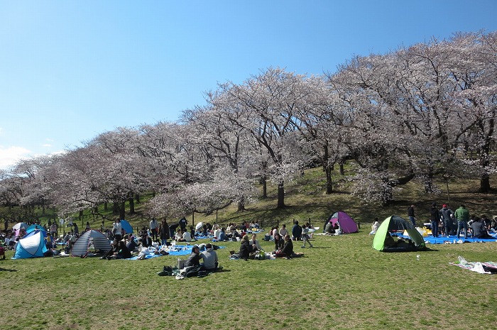 根岸森林公園の桜が見頃です 横浜ライフプラン