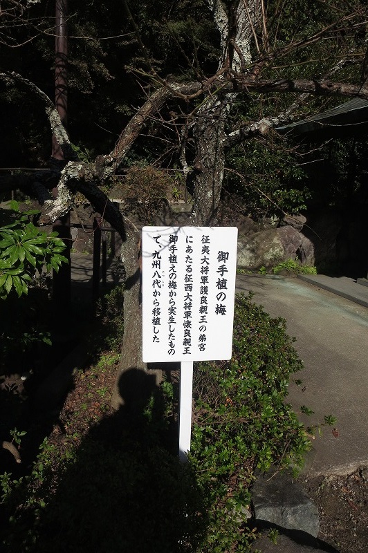 お手植えの梅